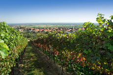 Die Rheinland-Pf�lzische K�che