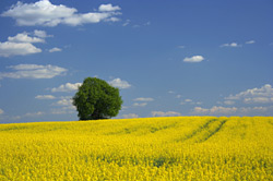 Ostfriesland