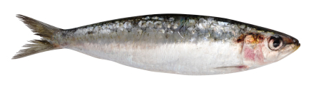 sardine