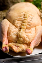 Gef�lle Gans
