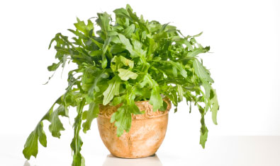 Rucola im Topf