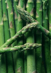 Spargel