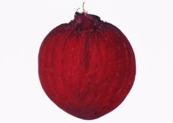 Rote Bete