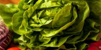 Kopfsalat