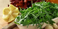 Rucola