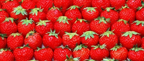 Erdbeeren