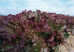 Lollo Rosso