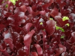 Eichblattsalat