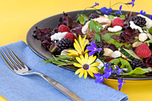 Organischer Salat