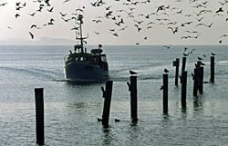 Fischerboot vor Usedom