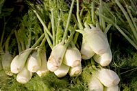 Fenchel