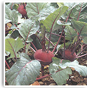 Kohlrabi
