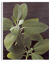Salbei
