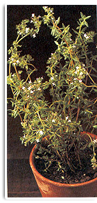 Thymian