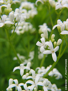 Waldmeister
