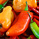 Die Chilischote � exotischer Scharfmacher