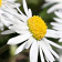 G&auml;nsebl&uuml;mchen