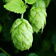 Hopfen