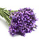 Echter Lavendel