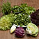 Video: Salat ABC