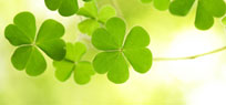 St. Patrick�s Day: Typisch irische und gr�ne Rezepte