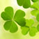 St. Patrick�s Day: typisch irische und gr&uuml;ne Rezepte
