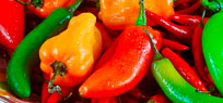 Die Chilischote � exotischer Scharfmacher