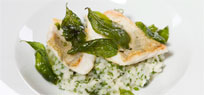 Kr�uter-Risotto mit gebratenem Zander