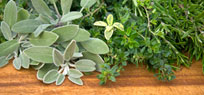 Mit Kr�utern kochen: frische W�rze zaubern