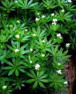 wof�r ausser Bowle verwendet Waldmeister 1775220513