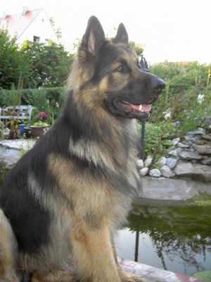 St�ndig angemacht Hund Leine 3276552974