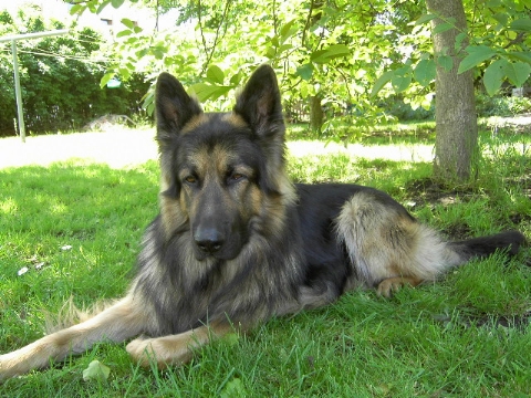 St�ndig angemacht Hund Leine 2898712302