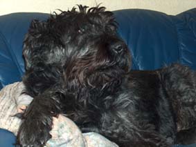 St�ndig angemacht Hund Leine 1930850683