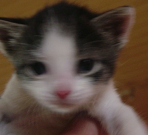 Finn unser Findling 2250641544