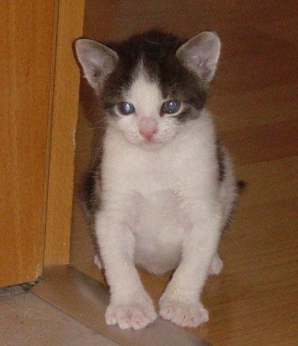 Finn unser Findling 110233959