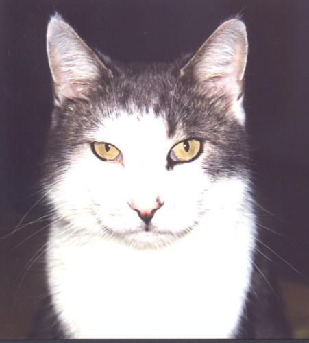 verr�ckteste eure KAtze gefressen 1229610658