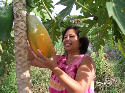 i�t Papaya 4096347598
