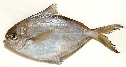 Butterfisch - zu welcher Art Fisch zählt er?