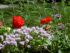 Pelargonien, Salbei und Thymian