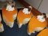 T�rtchen