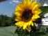 Sonenblume