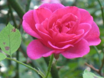 IMG_4360.JPG