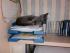 B�roarbeit ist so anstrengend!