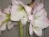 Meine erste Amaryllis-Bl&uuml;te (April 2006)