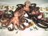 die Vorbereitunge f�rs B�rlauch Treffen