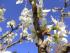 Kirschbl&uuml;ten im April