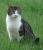 Darf ich mich vorstellen???? Mein Name ist Raffi ..... Kater Raffi