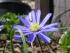 Anemone blanda ... ich liebe diese Farbe