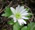 Anemone blanda - ham mer auch in weiss *gg*