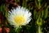 wei&szlig;e Mittagsblume